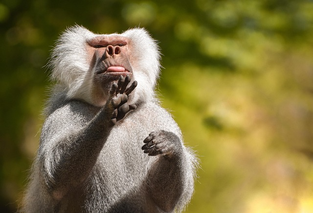 Hamadryas Baboon