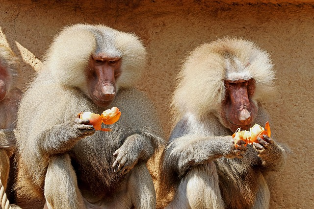 Hamadryas Baboon