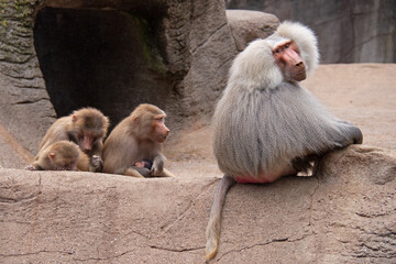 Hamadryas Baboon