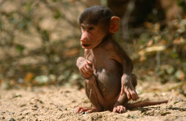 Hamadryas Baboon