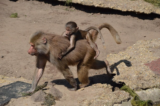 Hamadryas Baboon