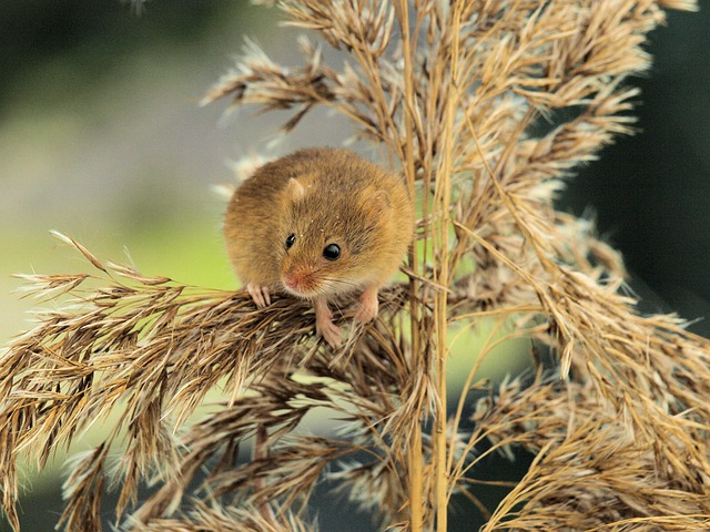 Himalayan Field Mouse