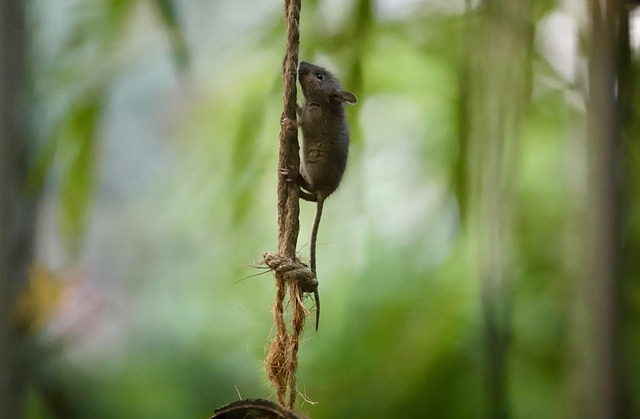 Himalayan Field Mouse