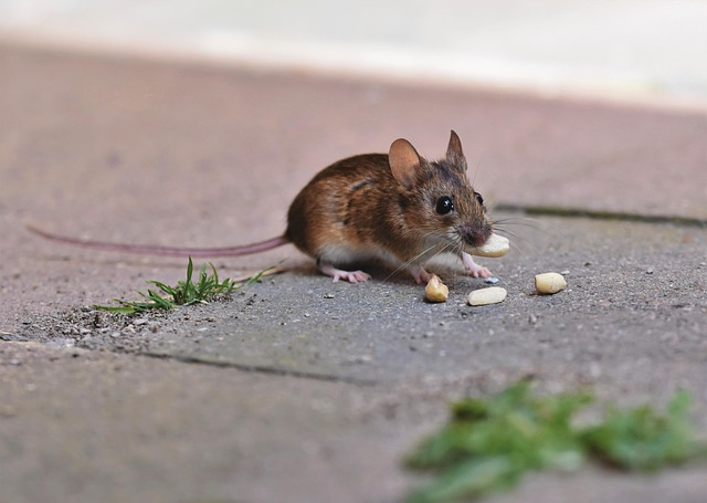 Himalayan Field Mouse