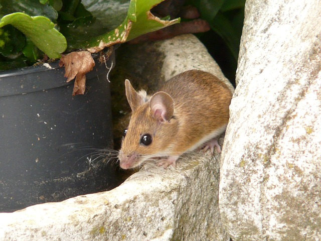 Himalayan Field Mouse