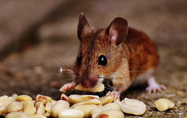Himalayan Field Mouse