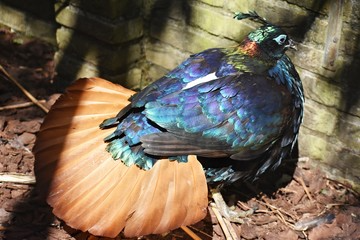 Himalayan Monal