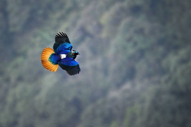 Himalayan Monal