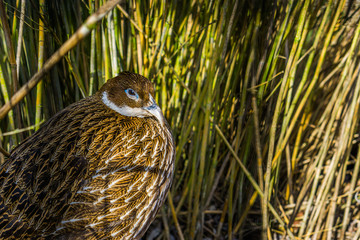 Himalayan Monal