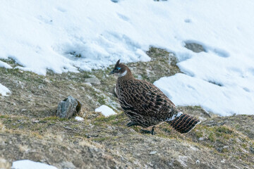 Himalayan Monal
