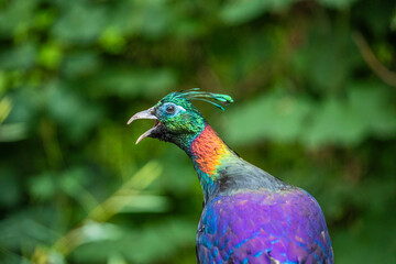 Himalayan Monal