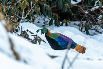 Himalayan Monal