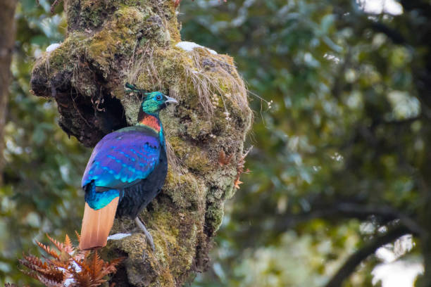 Himalayan Monal