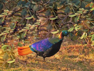 Himalayan Monal