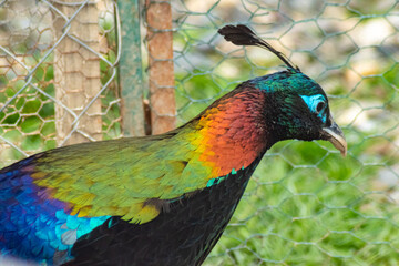 Himalayan Monal