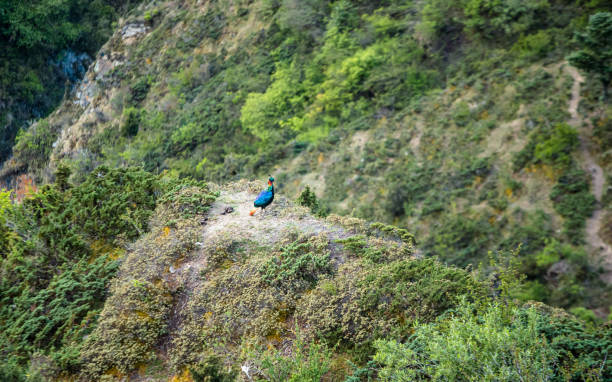 Himalayan Monal