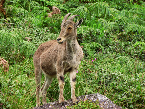 Himalayan Tahr