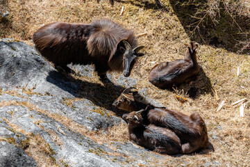 Himalayan Tahr