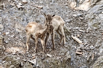 Himalayan Tahr