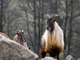 Himalayan Tahr