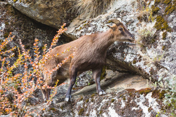 Himalayan Tahr