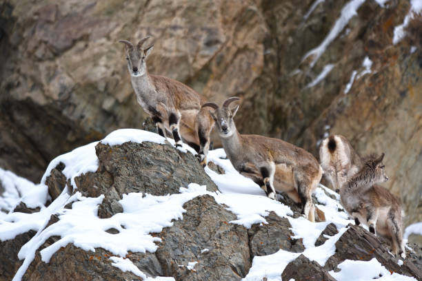 Himalayan Tahr