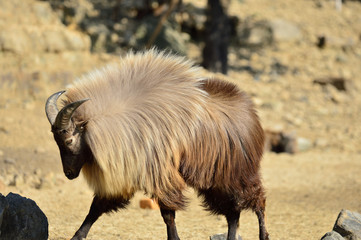 Himalayan Tahr