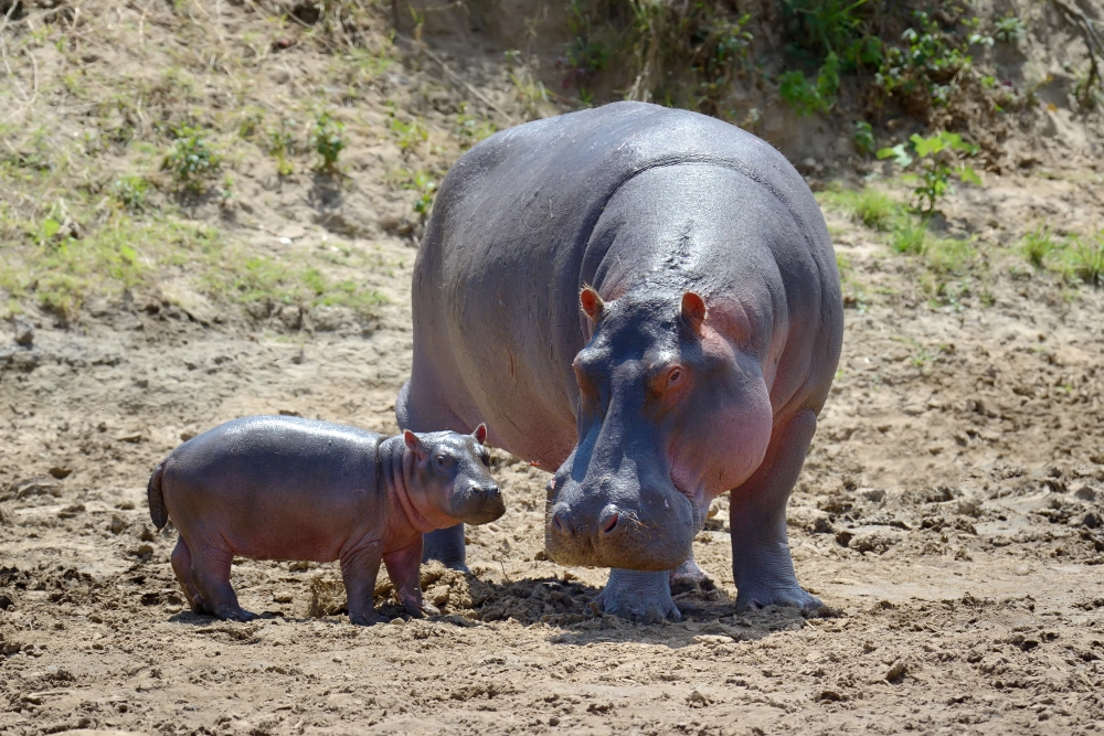Hippopotamus