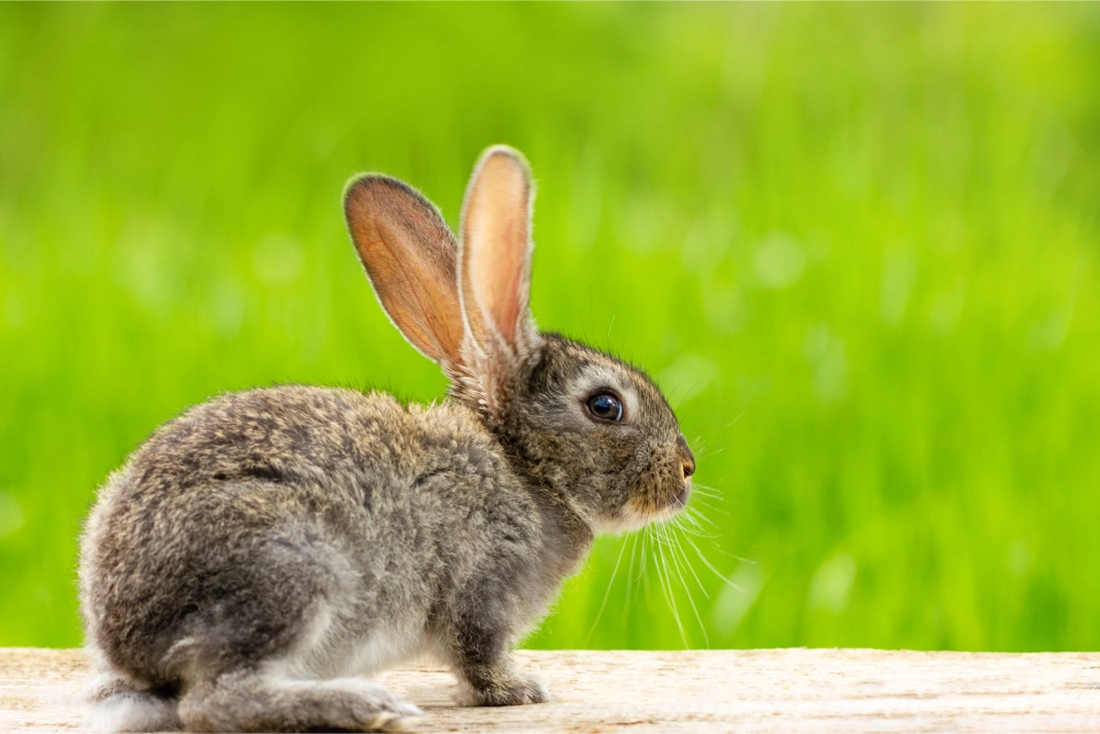 JACK RABBIT