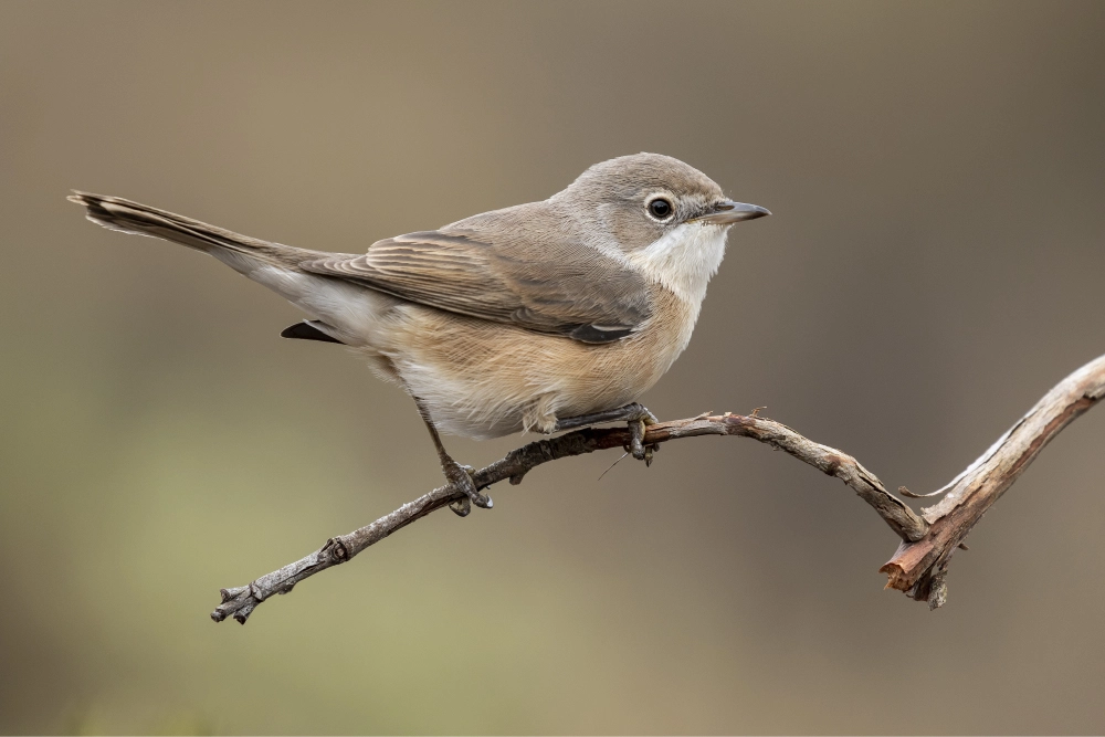 Nightingale
