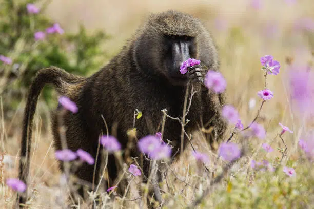 Olive Baboon