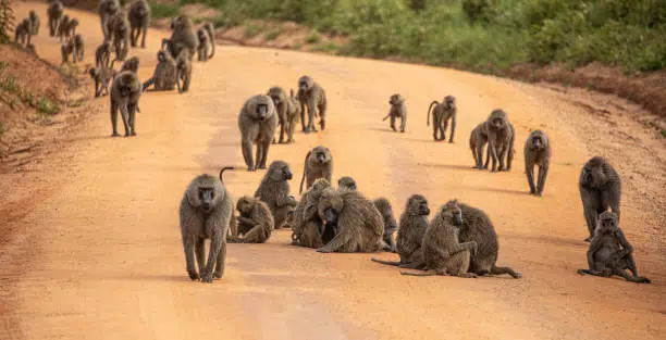 Olive Baboon
