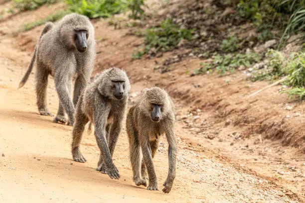 Olive Baboon