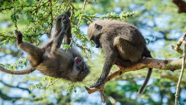 Olive Baboon