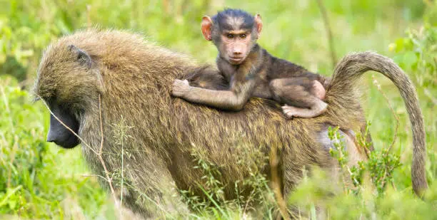Olive Baboon