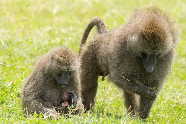 Olive Baboon