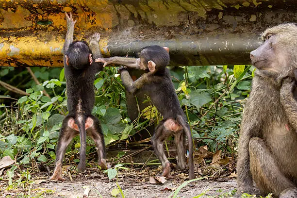 Olive Baboon