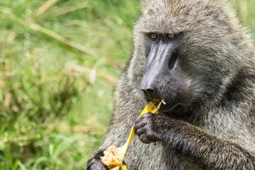 Olive Baboon