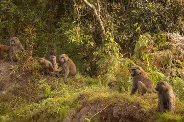 Olive Baboon