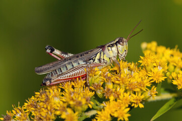 Red-legged Grasshopper