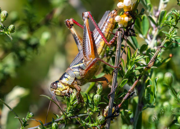 Red-legged Grasshopper