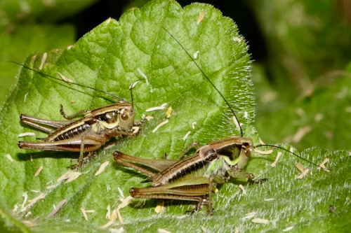 Red-legged Grasshopper