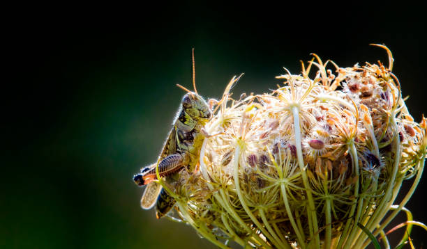 Red-legged Grasshopper