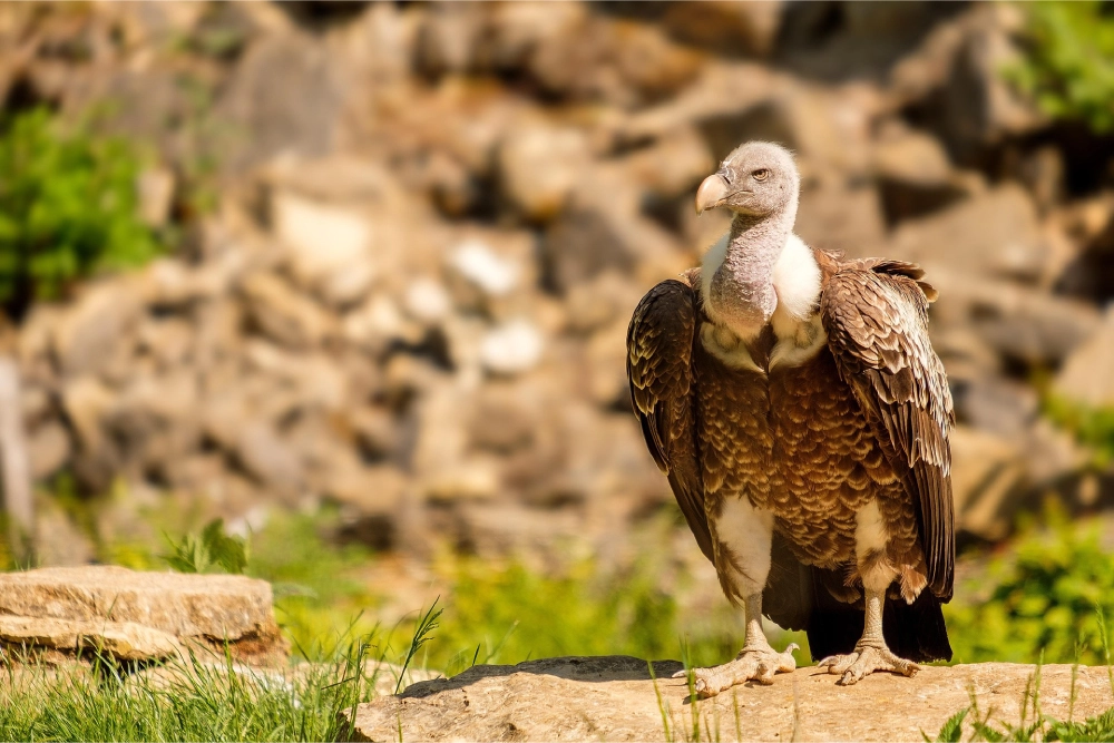 Vulture