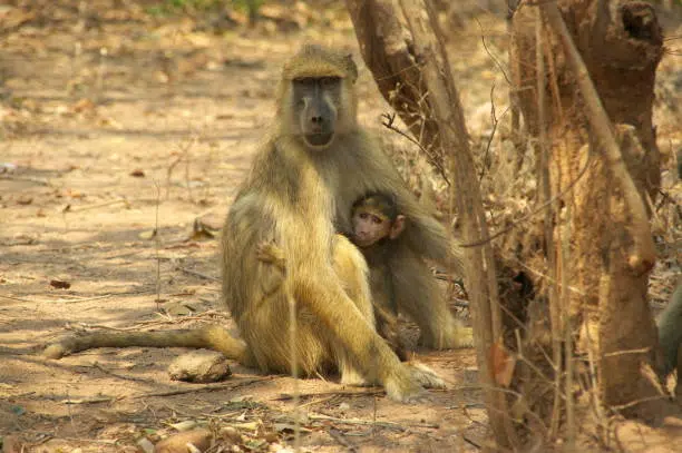 Yellow Baboon