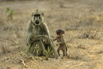 yellow baboon