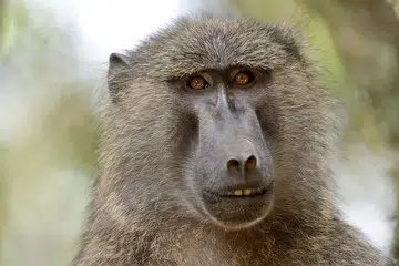 yellow baboon