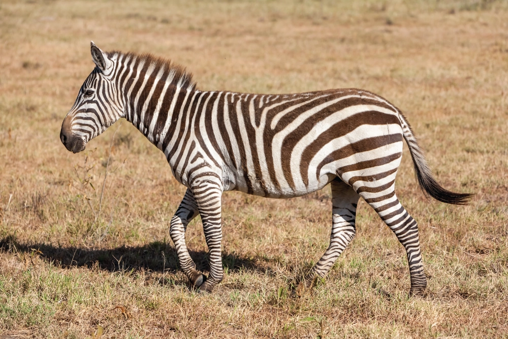 Zebra