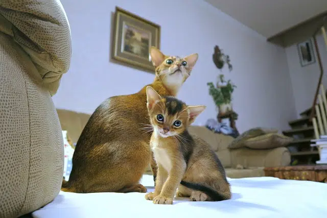 abyssinians