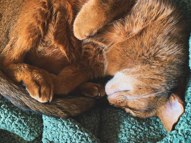 abyssinians
